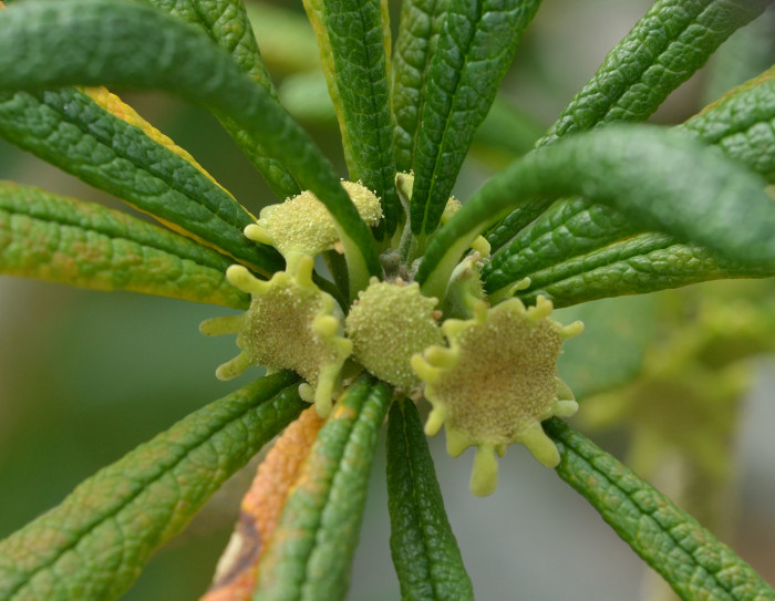 도스테니아 기가스 - Succulent Fig, Dorstenia gigas