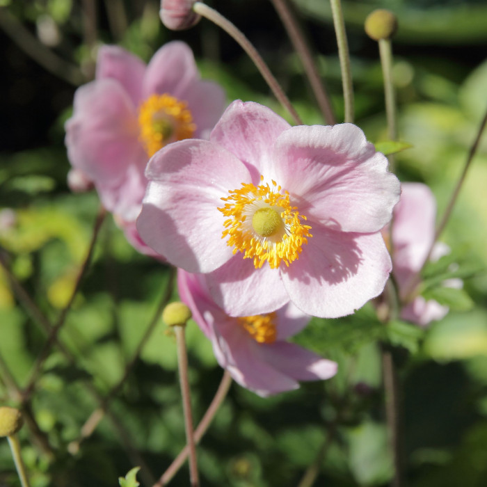 대상화 - Anemone hupehensis var. japonica (Thunb.) Bowles & Stearn