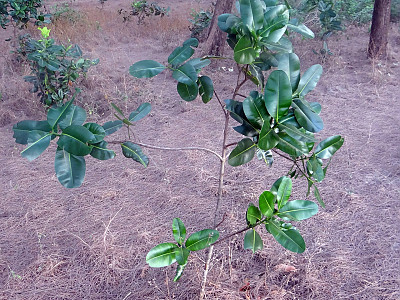 용화수 사진 - Calophyllum inophyllum Photos