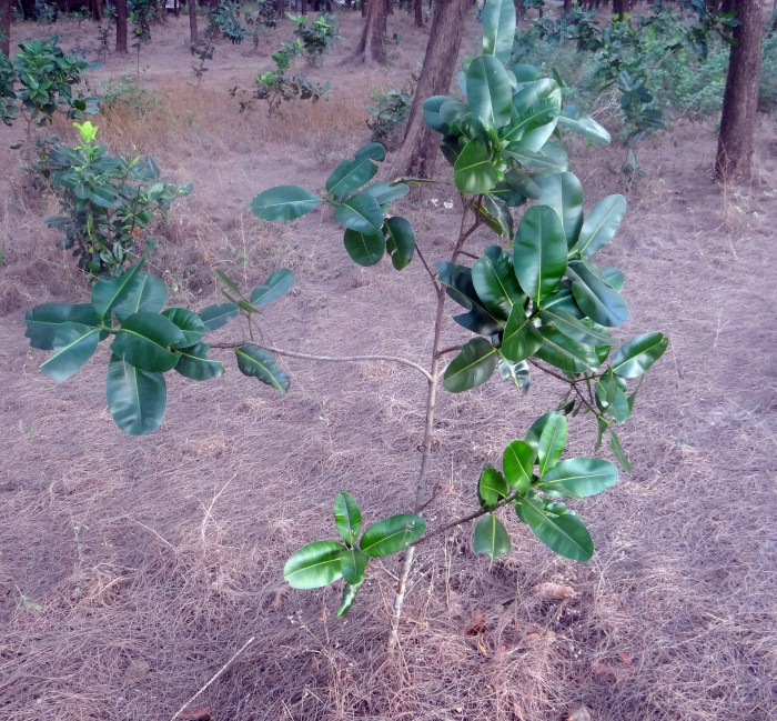 용화수 - Alexandrian laurel, balltree, laurelwood, Beauty Leaf, Calophyllum inophyllum