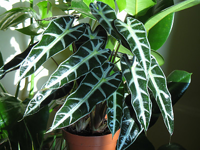 거북 알로카시아 사진 - Alocasia amazonica Andr\'e Photos