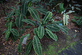 칼라데아 제브리나 - Calathea zebrina Lindl.