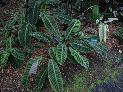 칼라데아 제브리나 사진 - Calathea zebrina Lindl. Photos