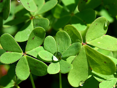 괭이밥 사진 - Oxalis corniculata Photos