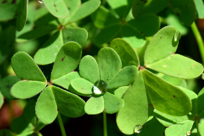 괭이밥 - Oxalis corniculata