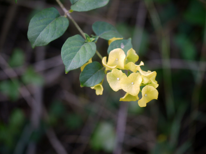 파라솔꽃 - Chinese hat plant, cup-and-saucer plant, mandarin