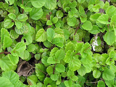 스웨디쉬 아이비 사진 - Plectranthus verticillatus. Photos