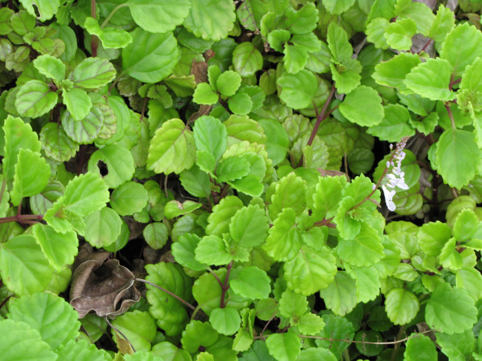 스웨디쉬 아이비 - Swedish Ivy, Plectranthus verticillatus.