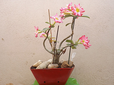 석화 사진 - Adenium Photos