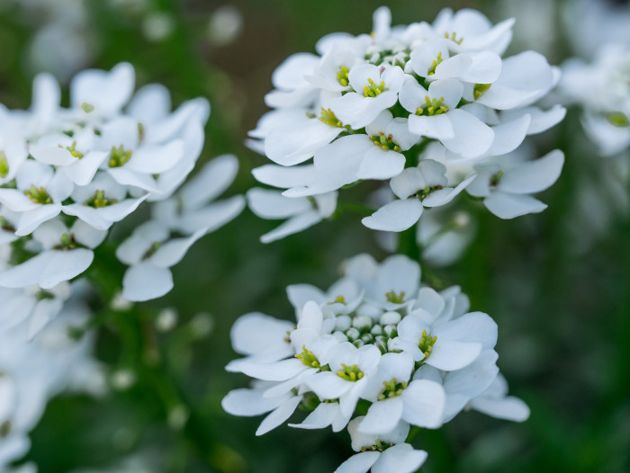 눈꽃 - Candytuft, Iberis sempervirens