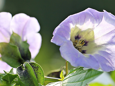 페루꽈리 사진 - Nicandra physalodes (L.) Gaertn. Photos