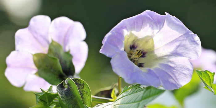 페루꽈리 - Nicandra physalodes (L.) Gaertn.