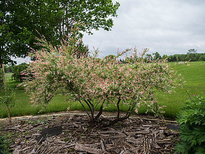 삼색버드나무 사진 - Salix integra Photos