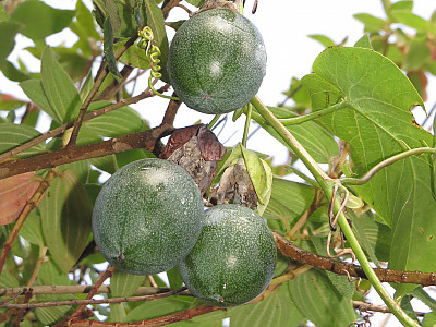 그라나딜라 사진 - Passiflora ligularis Photos