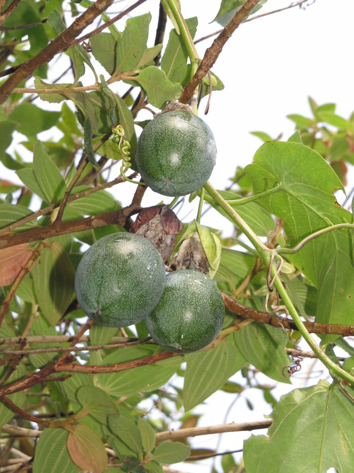 그라나딜라 - Sweet Granadilla, Passiflora ligularis