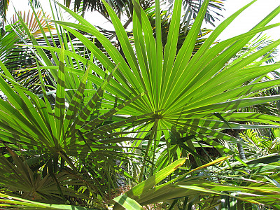 올드맨야자 사진 - Coccothrinax crinita Photos