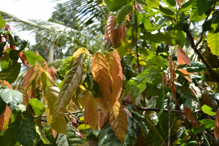 카카오 - Cacao tree, cocoa tree, Theobroma cacao