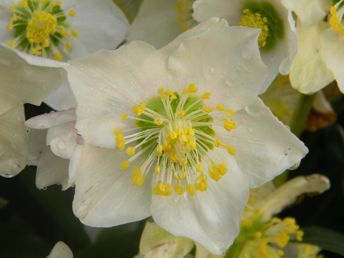 크리스마스로즈 - Christmas rose, Black hellebore, Helleborus niger L.