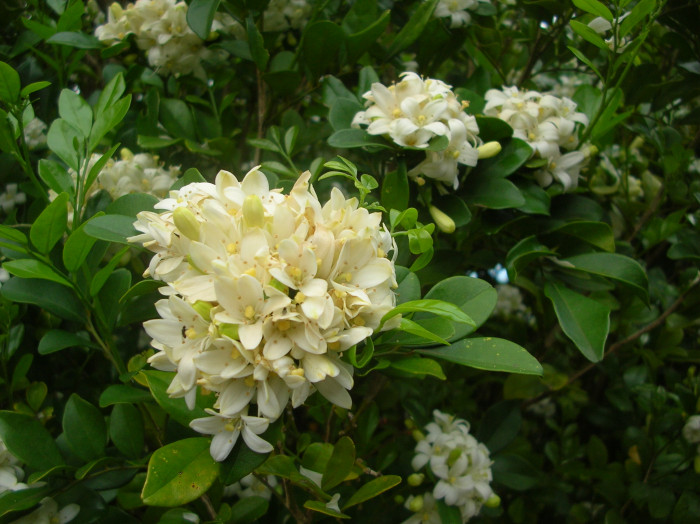 오렌지 자스민 - Orange jasmine, Murraya paniculata