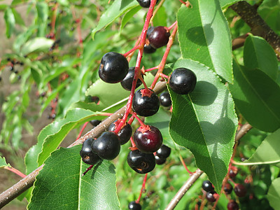 세로티나 벚나무 사진 - Prunus serotina Photos