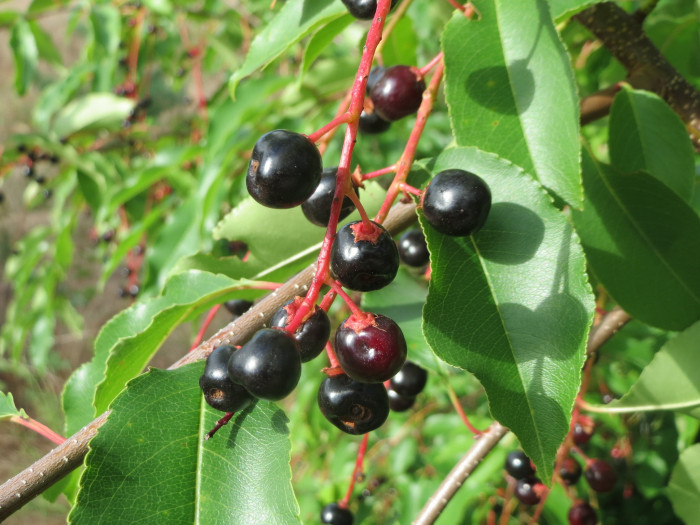 세로티나 벚나무 - Black Cherry, Prunus serotina