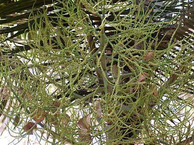 테티베어 야자 사진 - Dypsis leptocheilos Photos