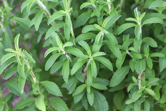 스테비아 - Stevia rebaudiana