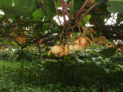 양다래 사진 - Actinidia deliciosa (A. Chev.) C. F. Liang & A. R. Ferguson Photos