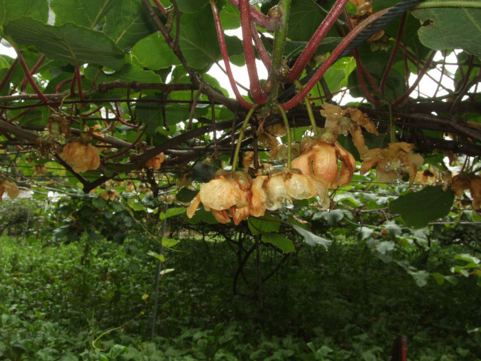 양다래 - Actinidia deliciosa (A. Chev.) C. F. Liang & A. R. Ferguson