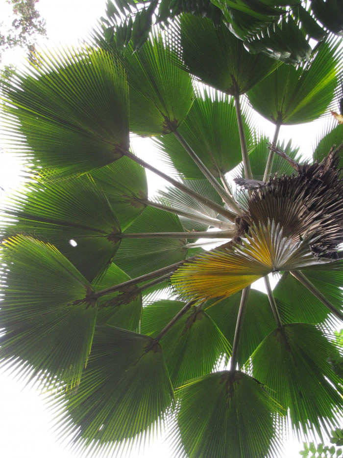 비제여야자 - Fiji fan palm, Pritchardia pacifica seem.& H. Wendl.