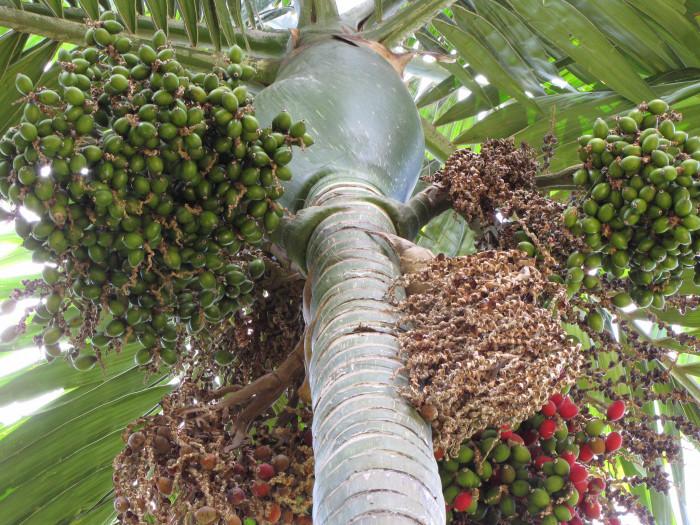 붉은잎 야자 - Red leaf Palm, Red feather Palm, Flame thrower Palm, Chambeyronia macrocarpa