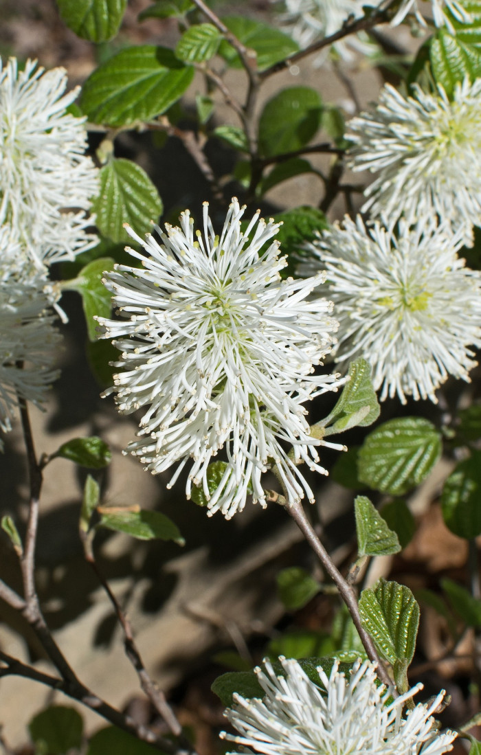 실목련 - Witch Alder, dwarf fothergilla, American wych hazel, dwarf witchalder, Fothergilla gardenii L.