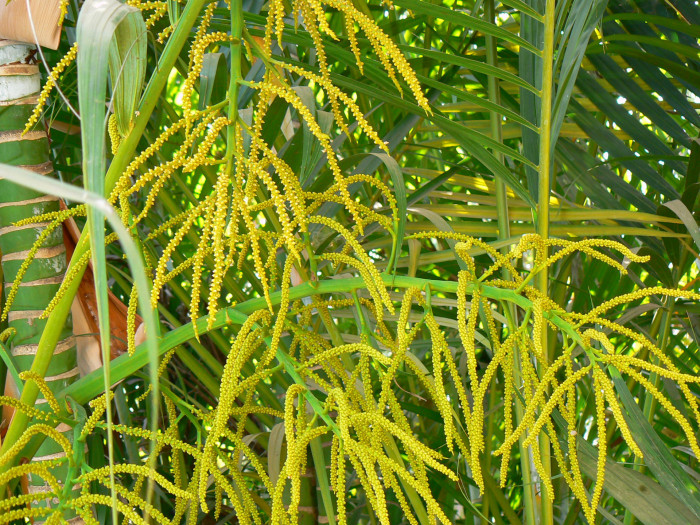 아레카야자 - Areca palm, golden cane palm, Yellow palm, Butterfly palm, Dypsis lutescens