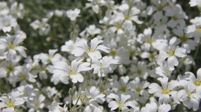 하설초 - Snow-in-Summer, Cerastium tomentosum