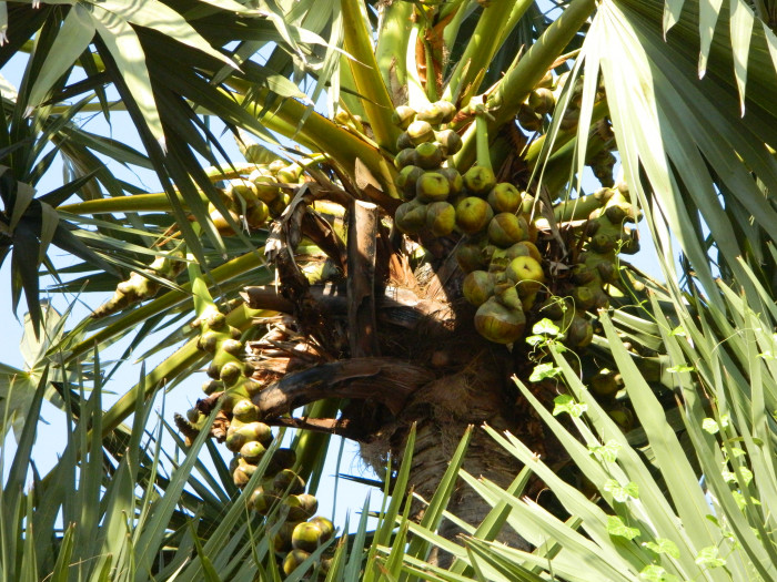 팔미라야자 - Wine palm, Palmyra fruit, Toddy Palm, Sugar Palm, Borassus flabellifer