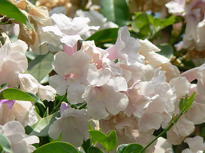 마늘덩굴 사진 - Mansoa alliacea Photos