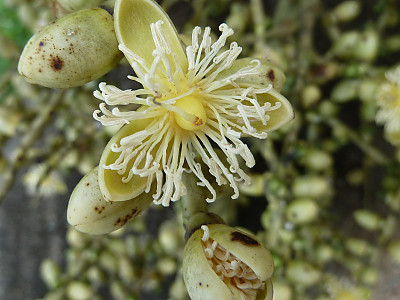 여우꼬리야자 사진 - Wodyetia bifurcata Photos