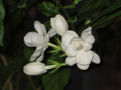 아라비안 자스민 사진 - Jasminum sambac (L.) Aiton Photos
