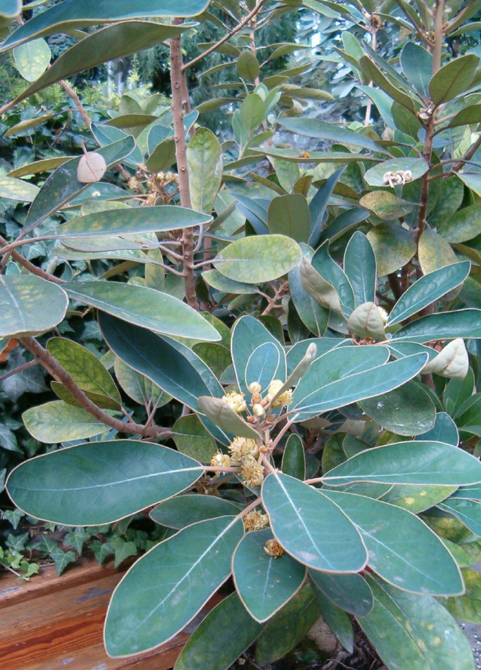가마귀쪽나무 - Litsea japonica (Thunb.) Juss.