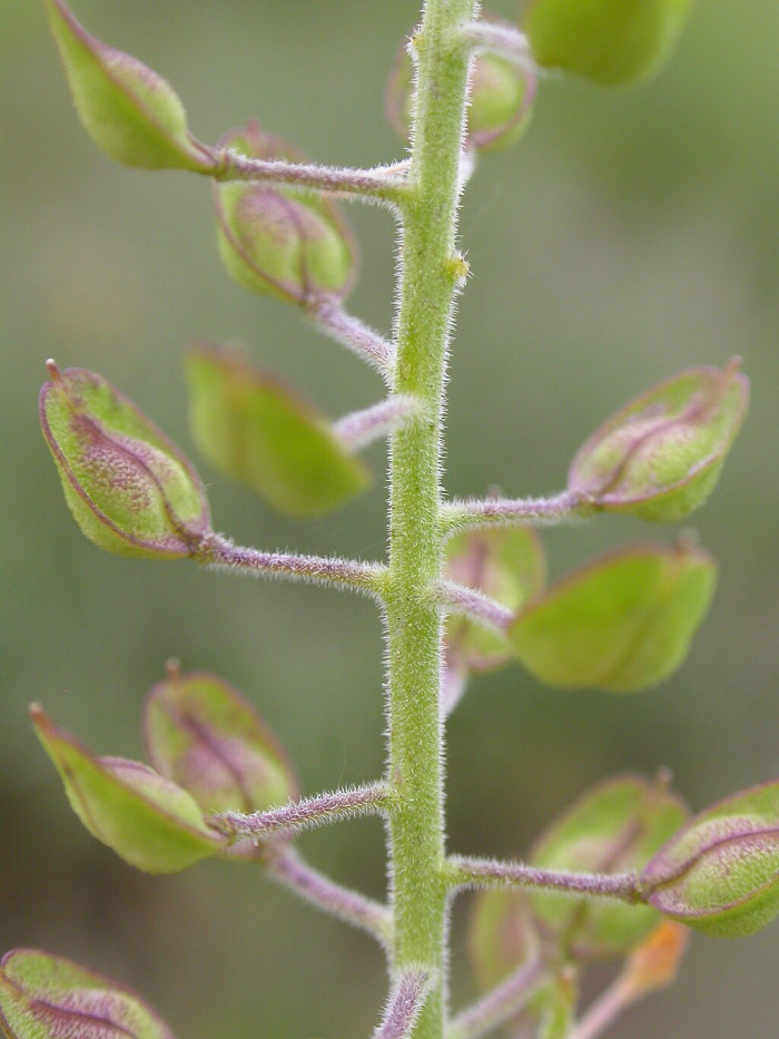 들다닥냉이 - Lepidium campestre R.Br.