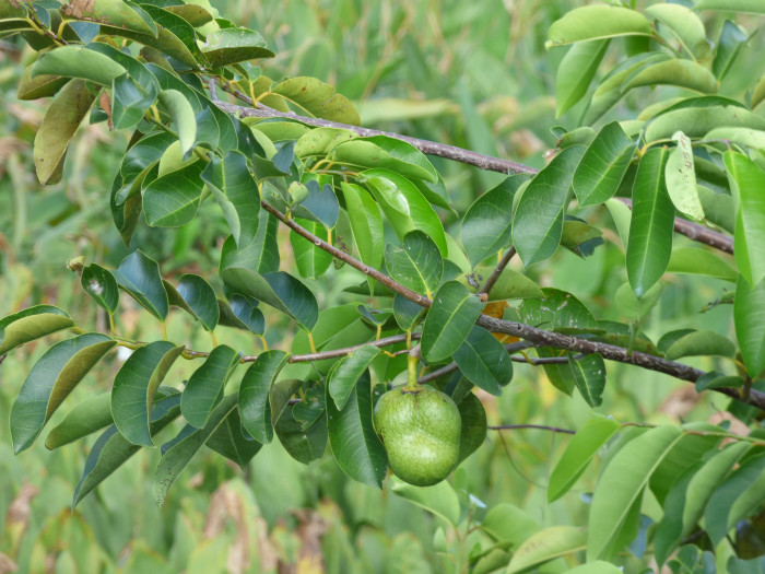 악어사과 - Pond apple, Alligator apple, Swamp apple, Corkwood, Bobwood, Annona glabra L.