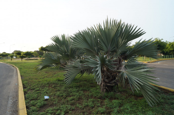 멕시코블루야자 - Mexican blue palm, blue hesper palm, Brahea armata