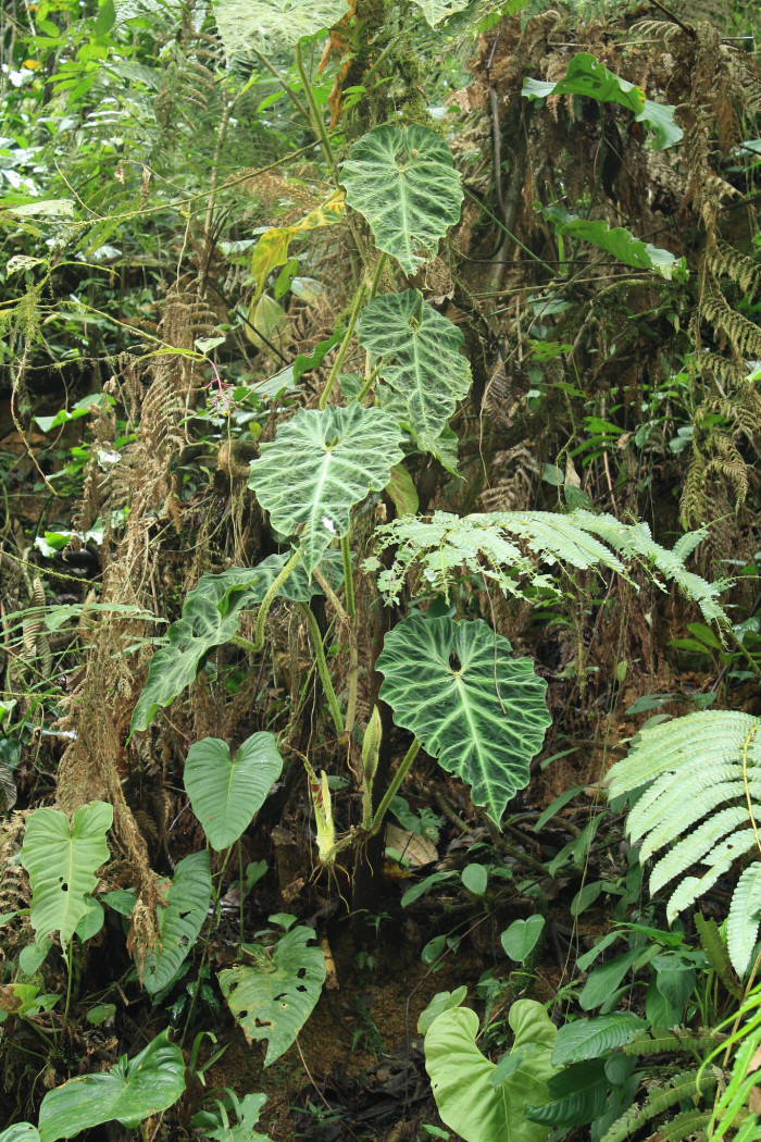필로덴드론 베루코섬 - Philodendron Verrucosum