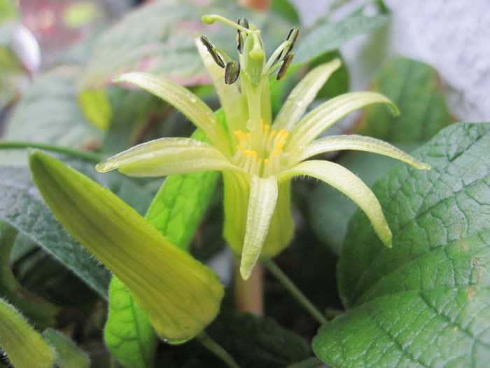 시계초 - passion flower, Passiflora caerulea