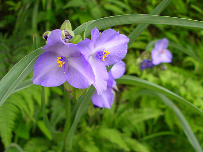 자주닭개비 사진 - Tradescantia reflexa Raf. Photos