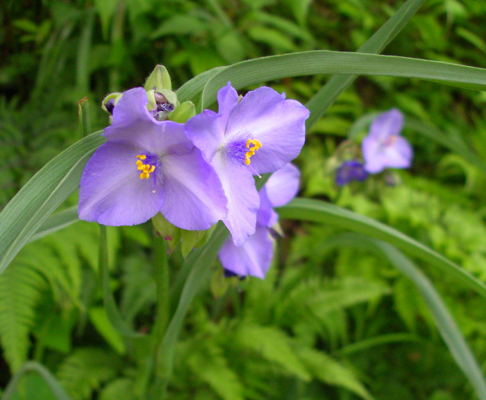 자주닭개비 - Tradescantia reflexa Raf.