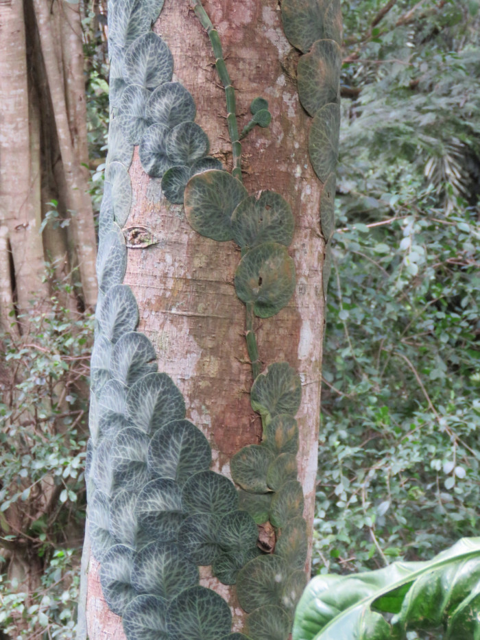 라피도포라 - Shingle Plant, Rhaphidophora cryptantha