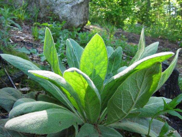 우단담배풀 - Verbascum thapsus L.