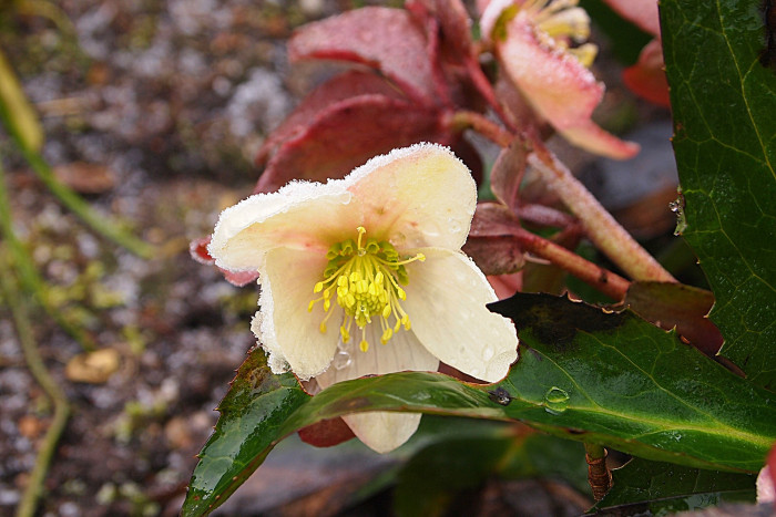 렌텐로즈 - lenten rose, Helleborus orientalis