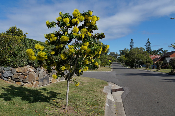 황금팬더 - Golden Penda, Xanthostemon chrysanthus